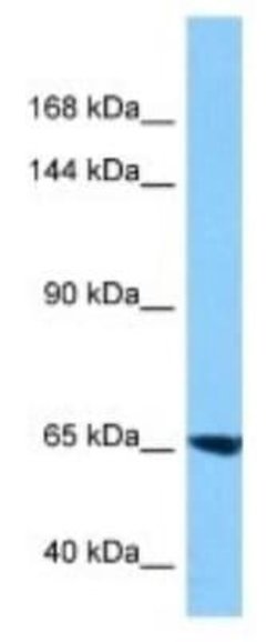 FAM179A Rabbit anti-Human, Polyclonal, Novus Biologicals:Antibodies:Primary